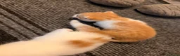 Mixed Breed cats for sale: 2 beautiful male kittens - Advert 7