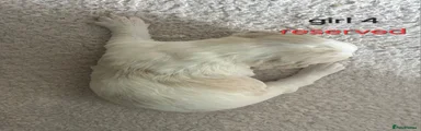 Cockapoo Puppy 6