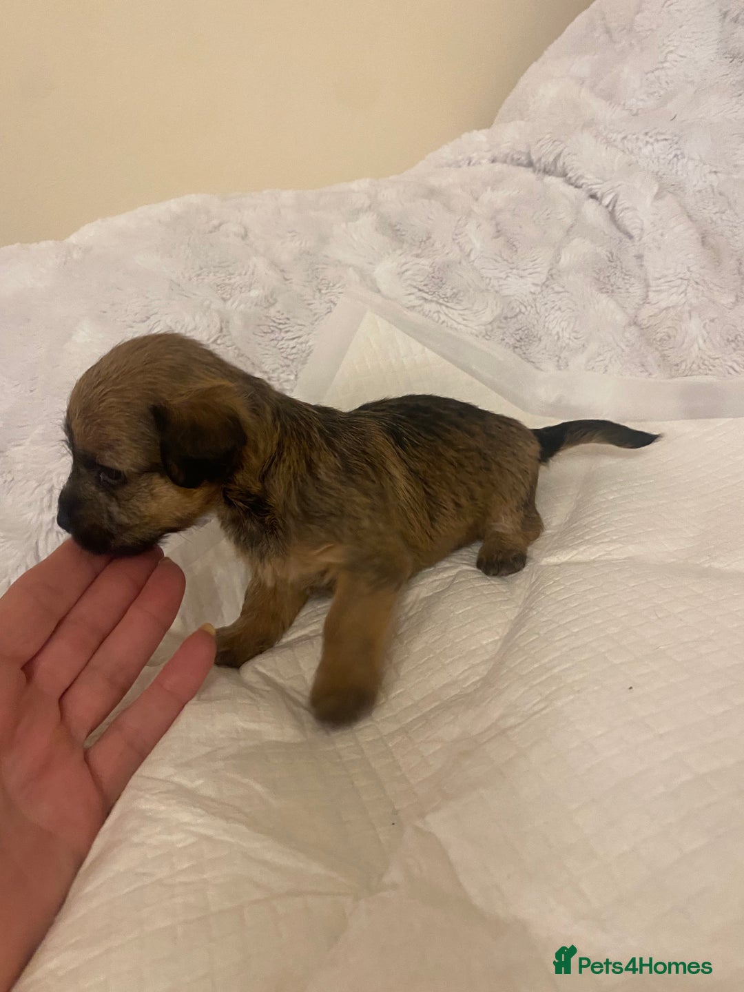 Jackapoo dogs for sale: Jackapoo puppies  - Advert 6