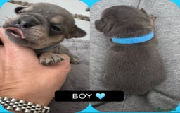 Mixed Breed dogs for sale: 5 beautiful frenchie x English bulldogs for sale  - Image 6