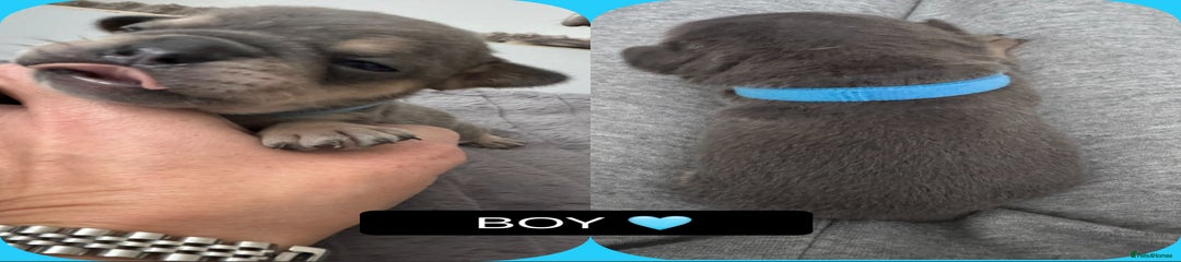 Mixed Breed Puppy 5