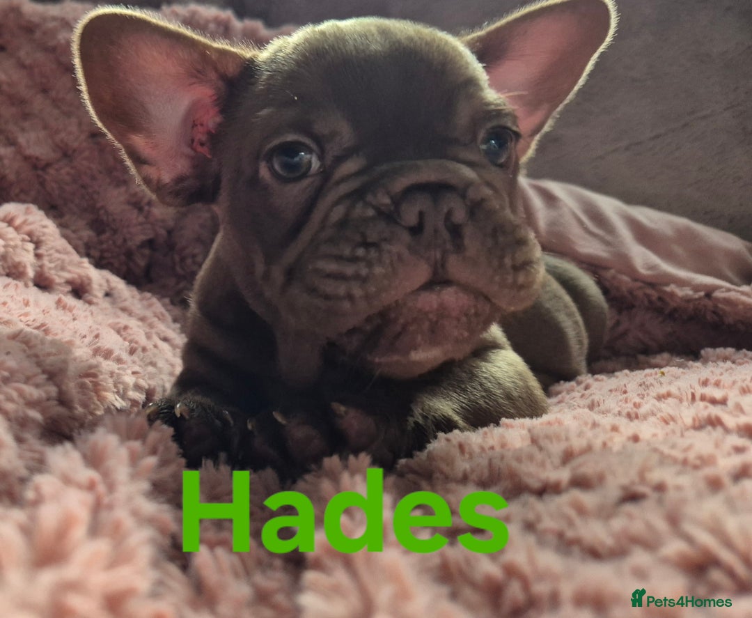 French Bulldog dogs for sale: French bulldog pups ❤️ - Image 17