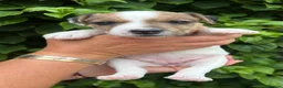 Parson Russell dogs for sale: Parson Russell Terrier Pups in Grantham - Advert 6