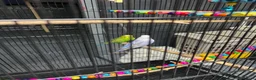 Budgerigars birds for sale: 2male Budgerigar  in Saint Helens - Advert 3