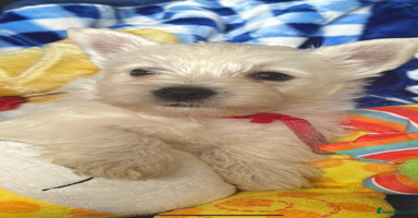 West Highland Terrier dogs - Advert 12
