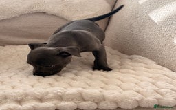 Staffordshire Bull Terrier dogs for sale: KC Registered Staffordshire Bull Terrier Puppies - Image 6