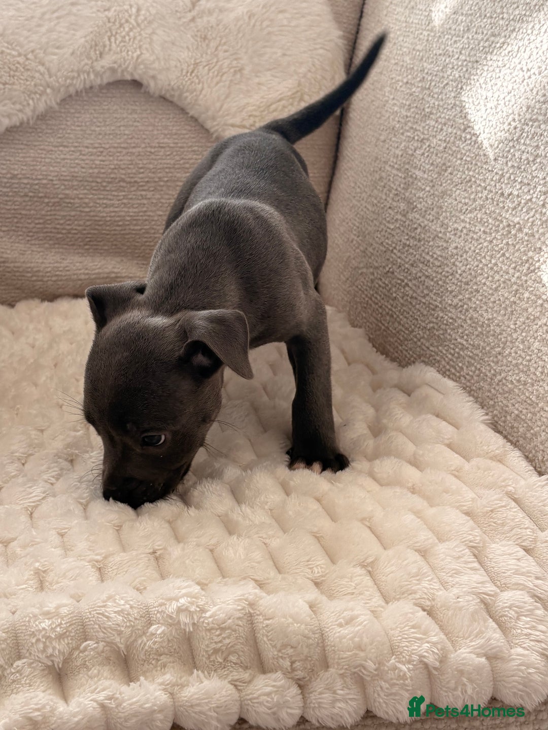 Staffordshire Bull Terrier dogs for sale: KC Registered Staffordshire Bull Terrier Puppies - Image 6