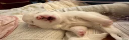 Pomeranian dogs for sale: 4 beautiful white Pomeranian boys  in Gloucester - Advert 7