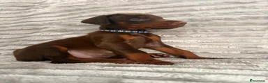 Brown Dark Blue Collar