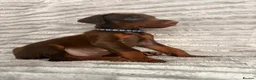 Dobermann dogs for sale: EuropeanDobermanPuppies - Advert 15