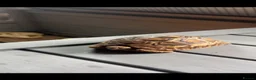 Tortoise reptiles for sale: Leopard Tortoise  - Advert 5