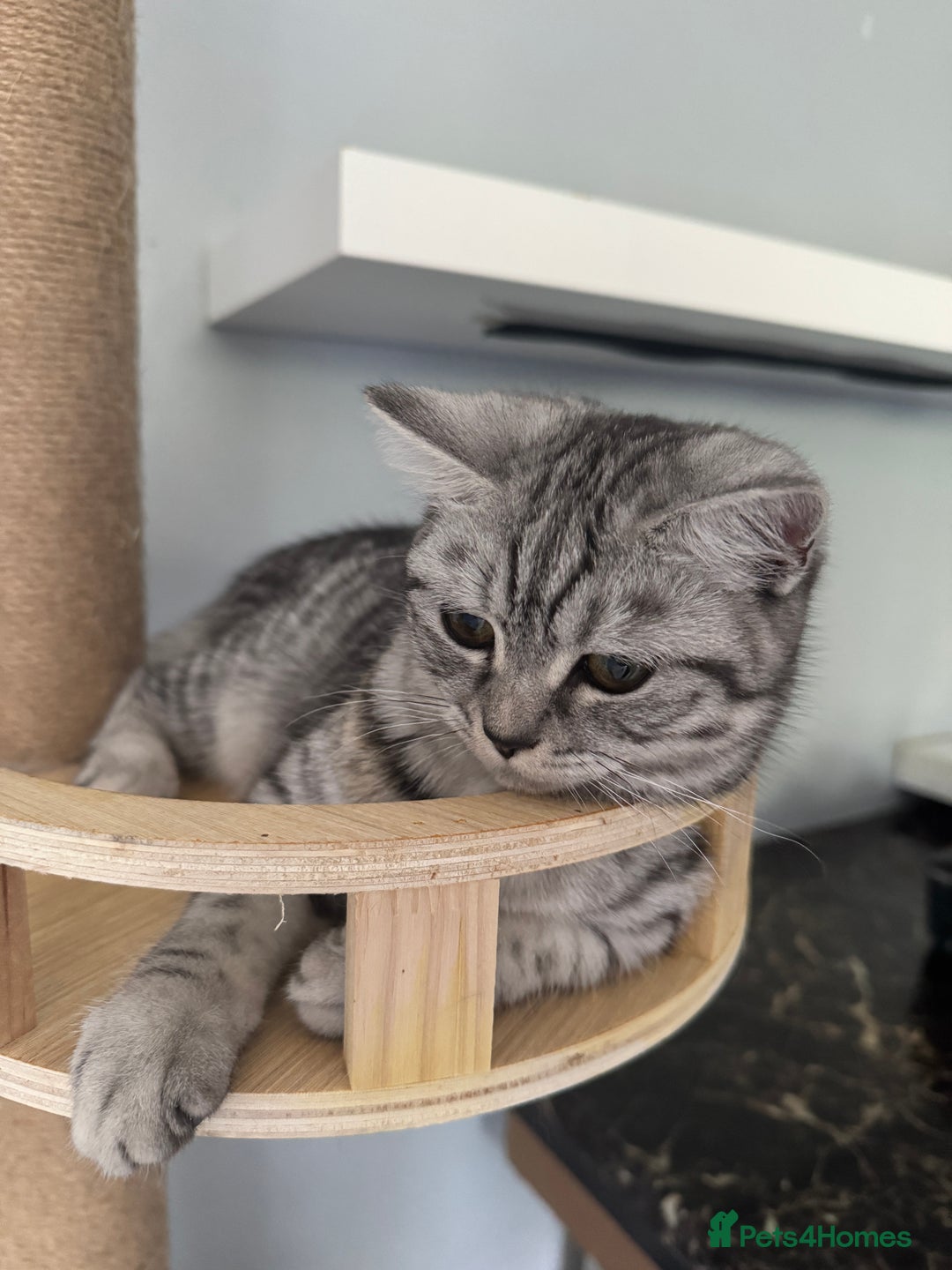 Scottish Fold cats for sale: Scottish Fold Kittens Ready for Permanent Homes ✨ - Image 15