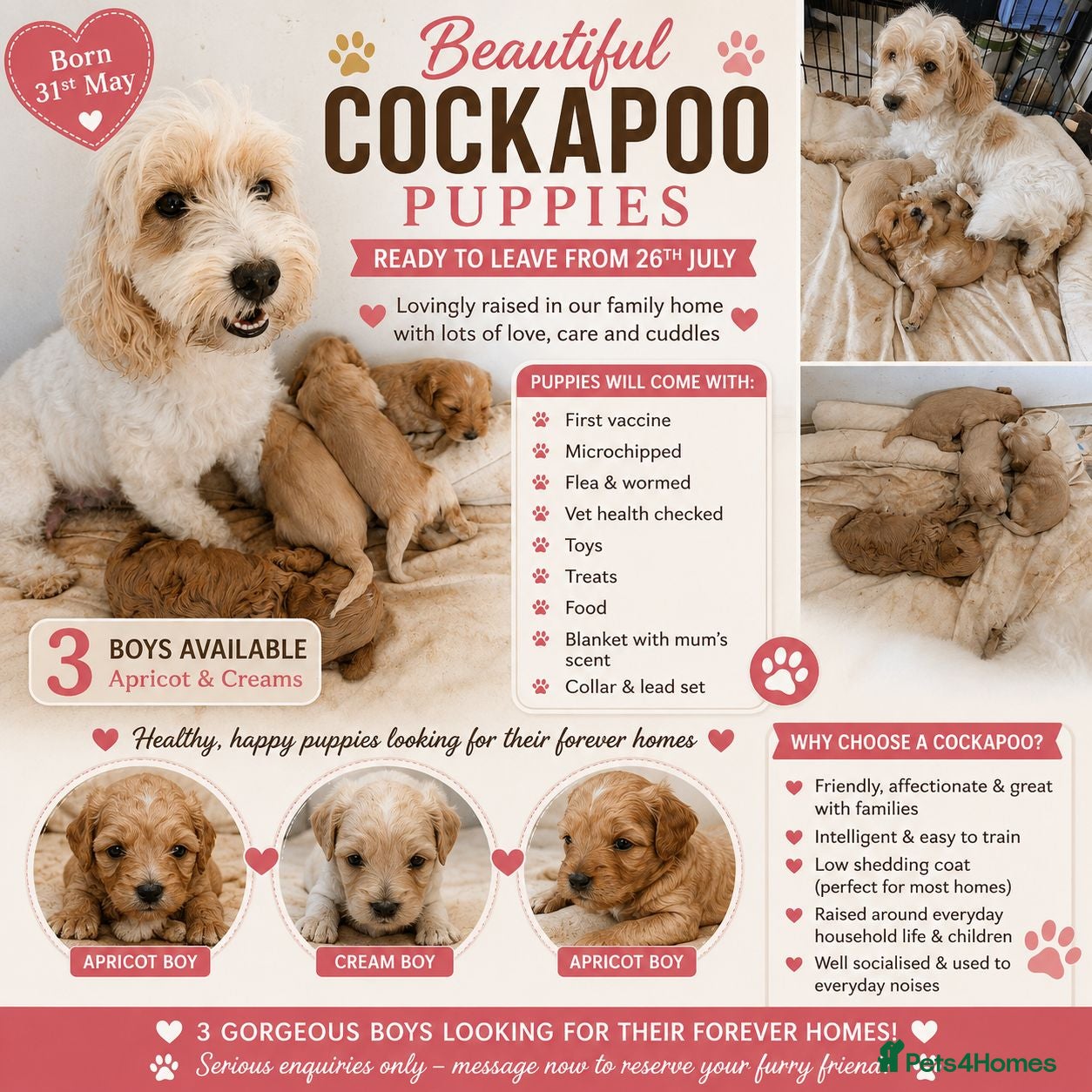 Cockapoo dogs Apricot and cream cockapoo boys available  - Advert 5