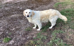 Golden Retriever dogs for sale: Stunning fantastic bitch kc registered  - Image 4