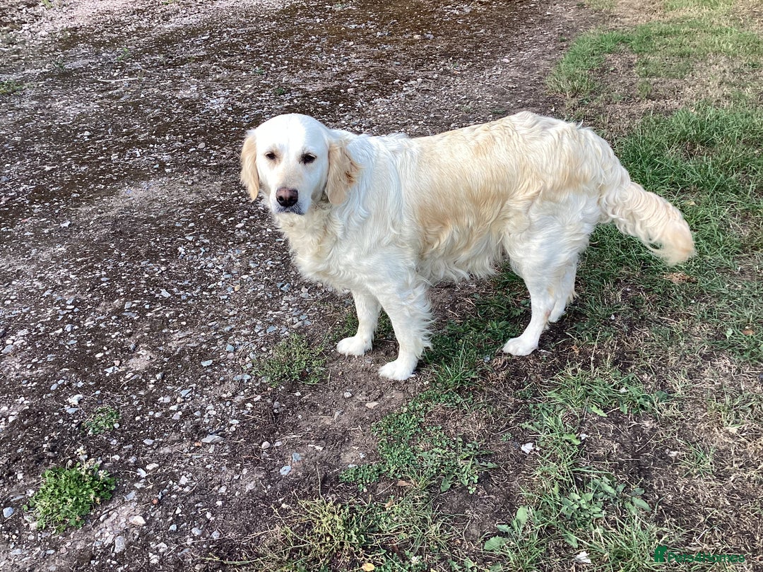 Golden Retriever dogs for sale: Stunning fantastic bitch kc registered  - Image 4