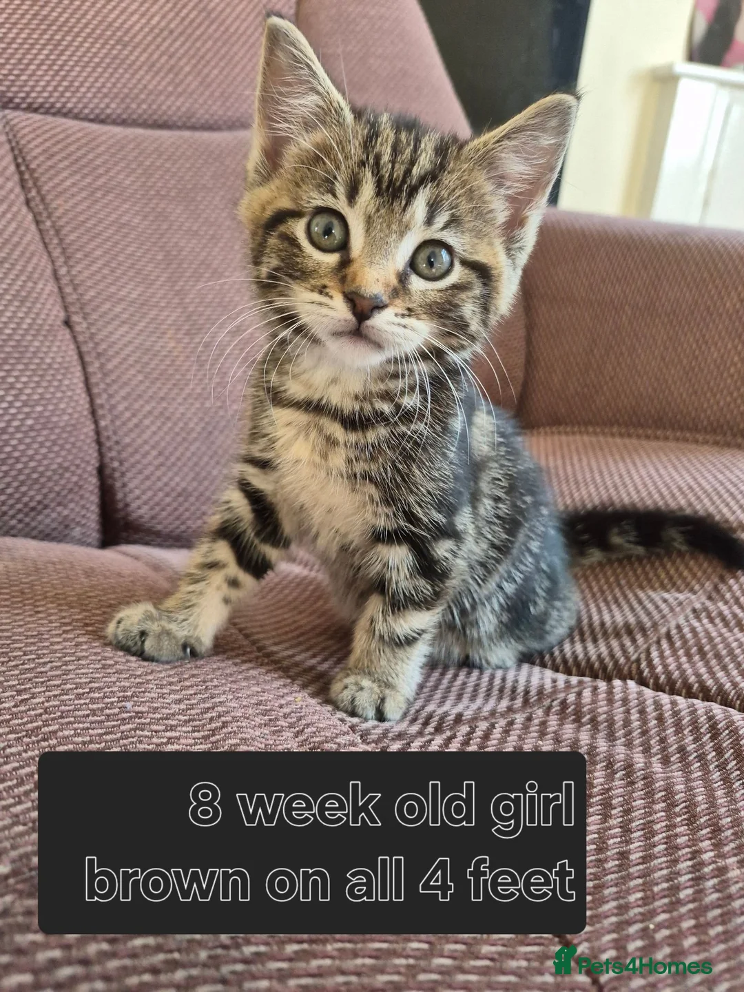 Domestic Shorthair cats for sale: Kitten - Advert 2
