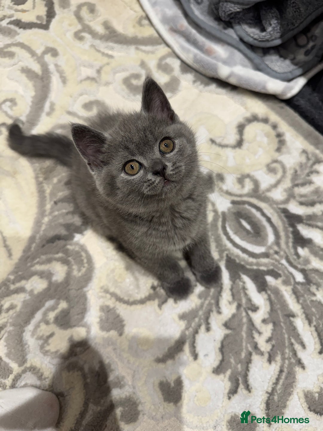 British Shorthair cats for sale: British Shorthair kittens - Advert 15