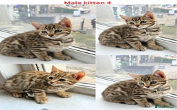 Mixed Breed cats for sale: Adorable Mixed Bengal Kittens- Dad 100% Bengal! - Image 5