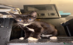 Mixed Breed cats for sale: 2 beautiful for kittens for sale  - Image 7