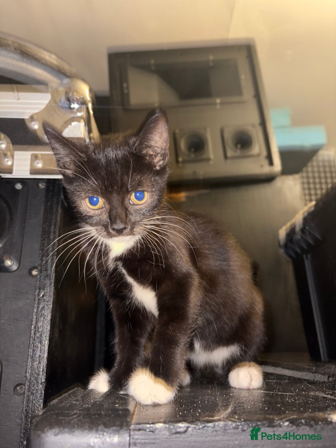 Mixed Breed cats for sale: 2 beautiful for kittens for sale  - Image 7