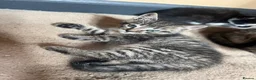 Mixed Breed cats for sale: 2 male & 2 Female kittens  - Advert 7