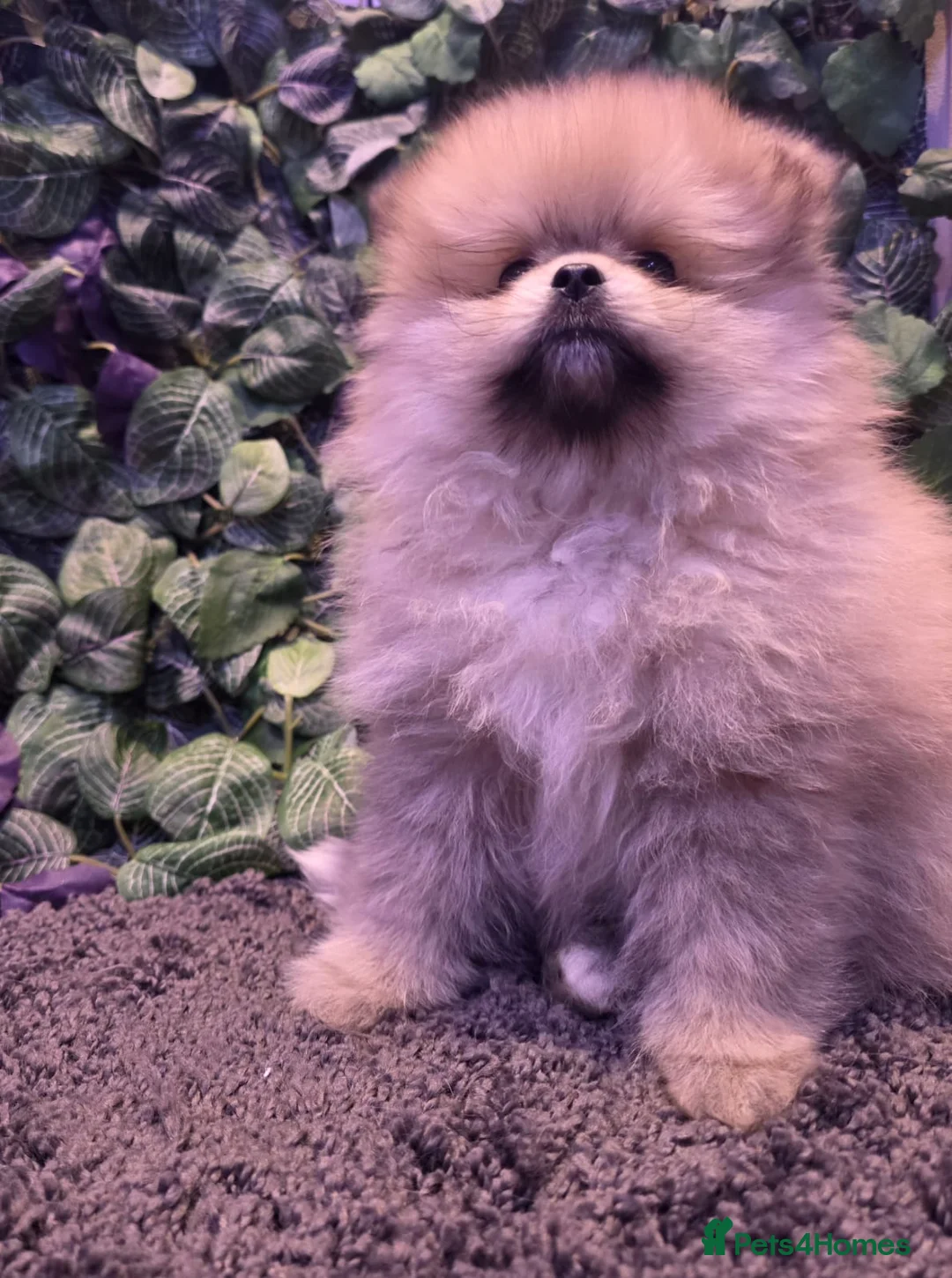 Pomeranian dogs for sale: 2 beautiful Pomeranians  - Advert 3