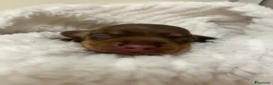 Miniature Dachshund 2