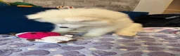 Samoyed dogs for sale: 🐾puppies are ready for new happy homes🐾 - Advert 12