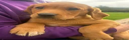 Labrador Retriever dogs for sale: KC registered Fox Red Labrador puppies - Advert 8