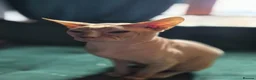 Sphynx cats for sale: Gorgeous sphynx kittens for sale - Advert 6