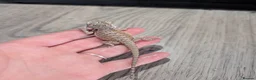 Bearded Dragon reptiles for sale: Baby bearded dragons  - Advert 12