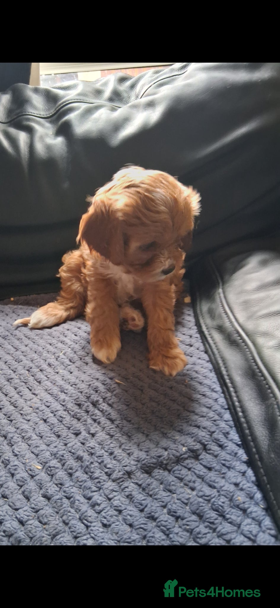 Cavapoo dogs Extensively health tested f1 cavapoos - Advert 2