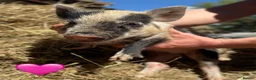 Pig livestock for sale: Miniature / Micro Piglets - Advert 13