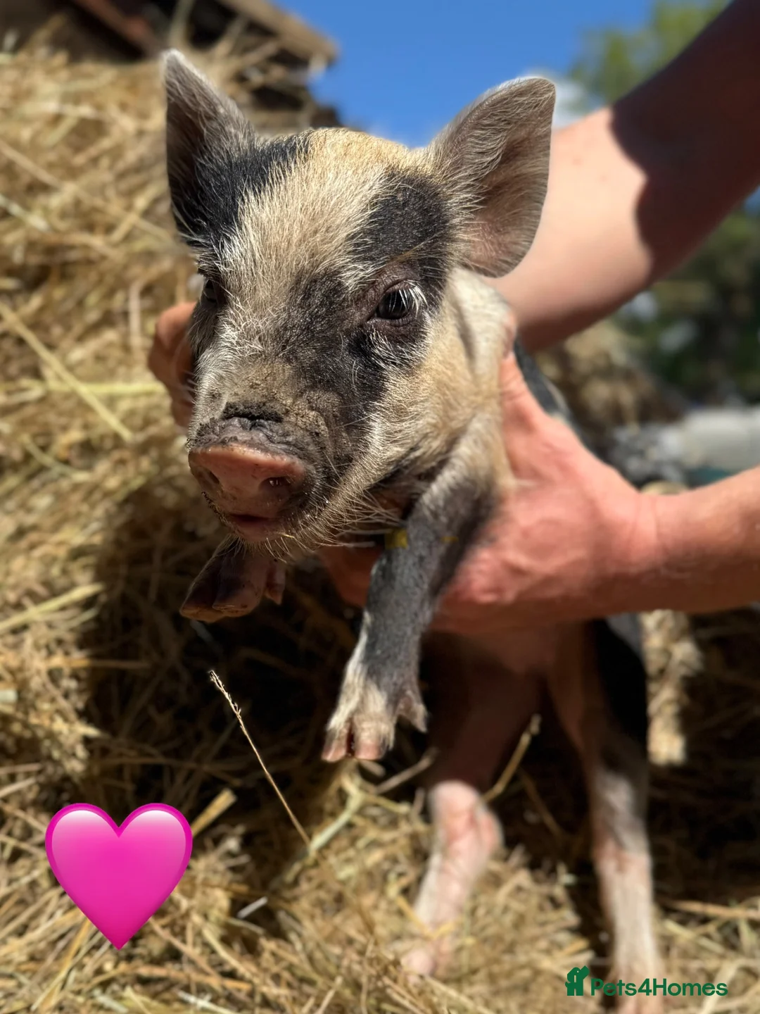 Pig livestock for sale: Miniature / Micro Piglets - Advert 13