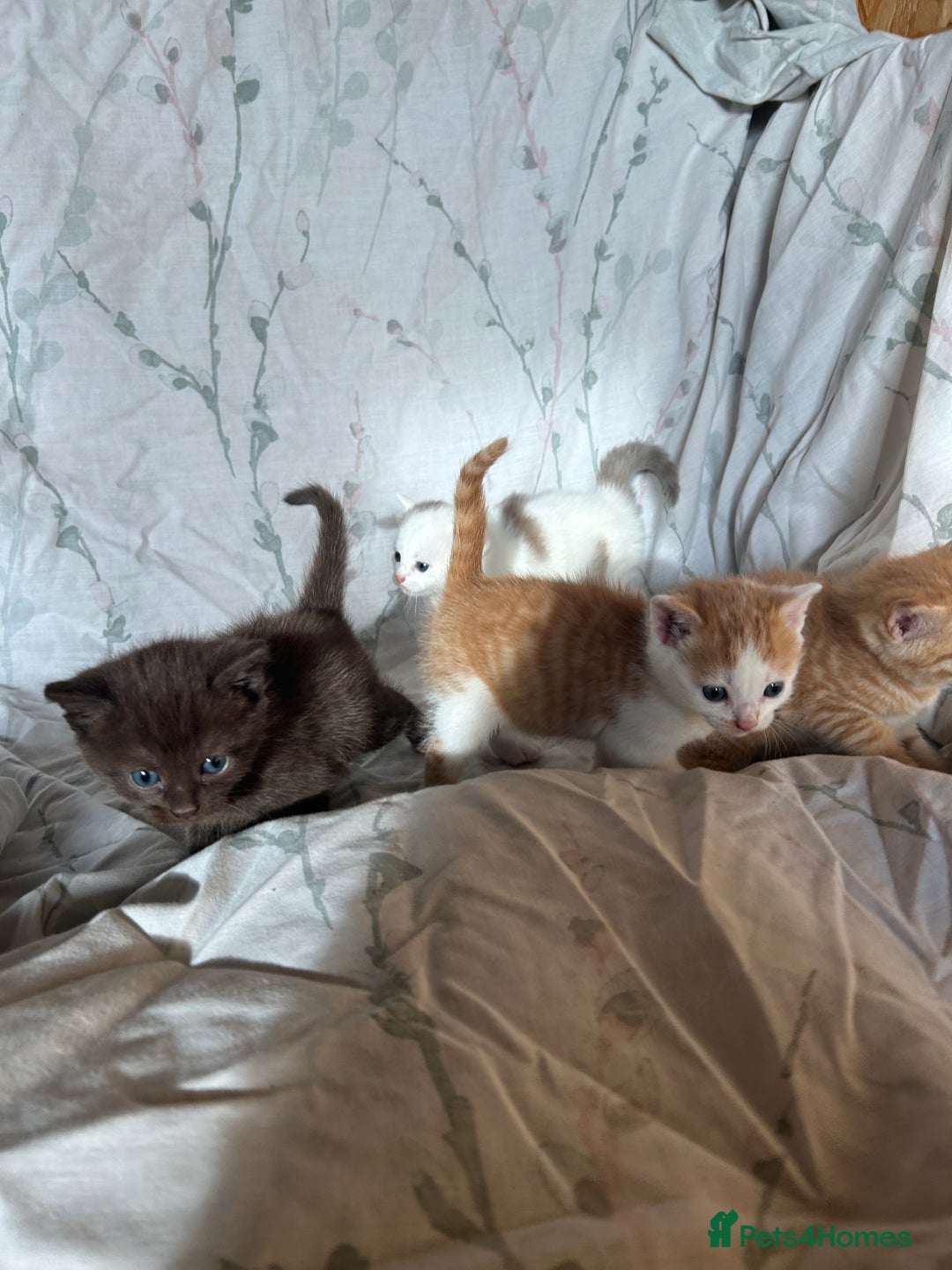 Mixed Breed cats for sale: Beautiful coloured kittens  - Advert 4