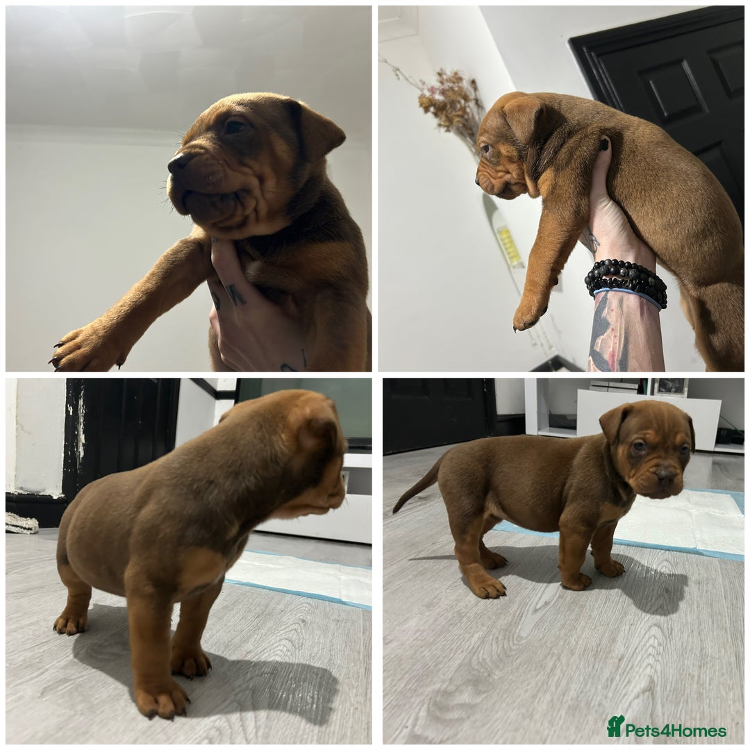 Mixed Breed dogs for sale: A beautiful litter of Rottweiler/staff/mastiffs - Advert 9