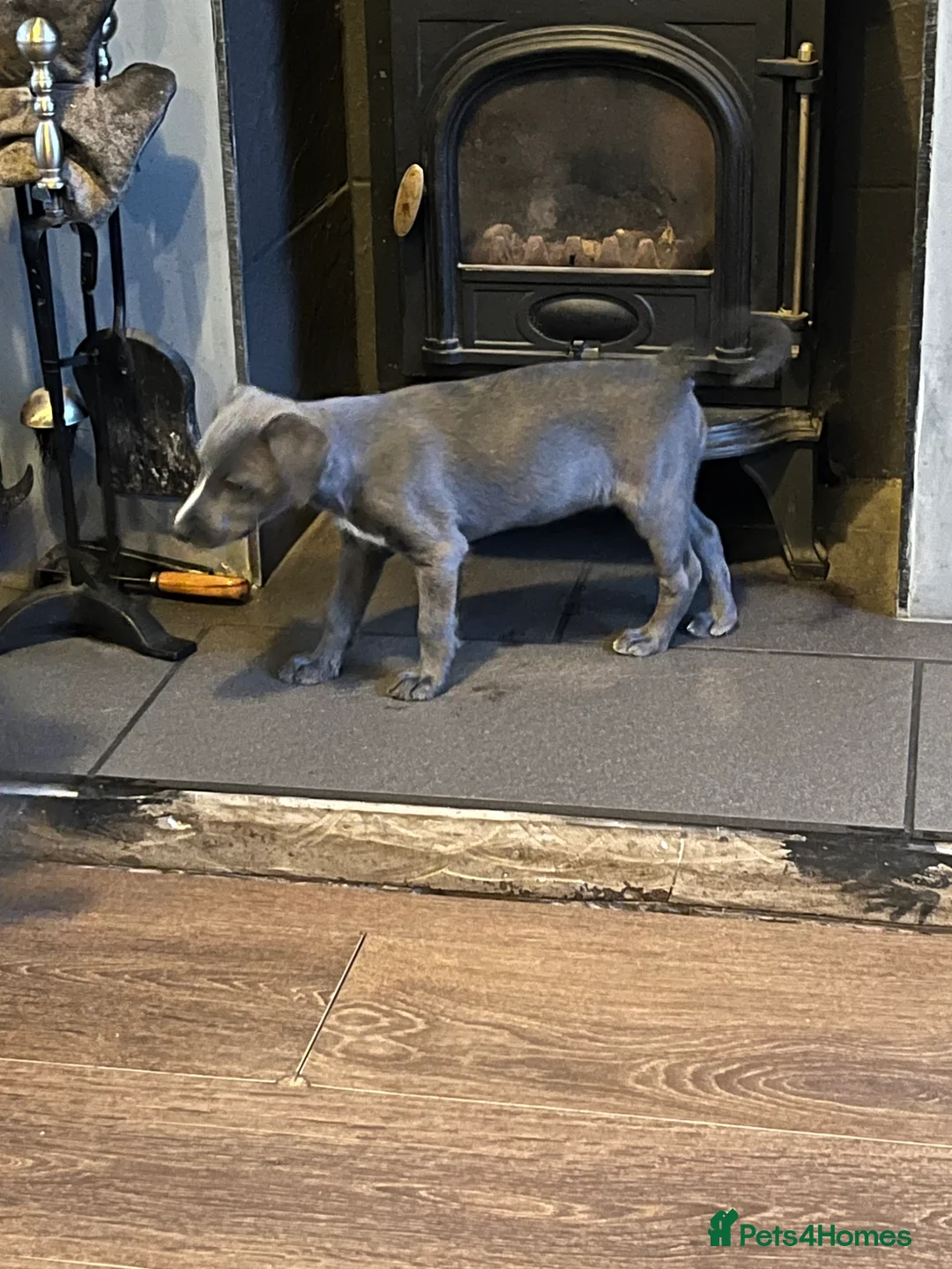 Lurcher dogs for sale: Bedlington Whippet pups for sale - Advert 22