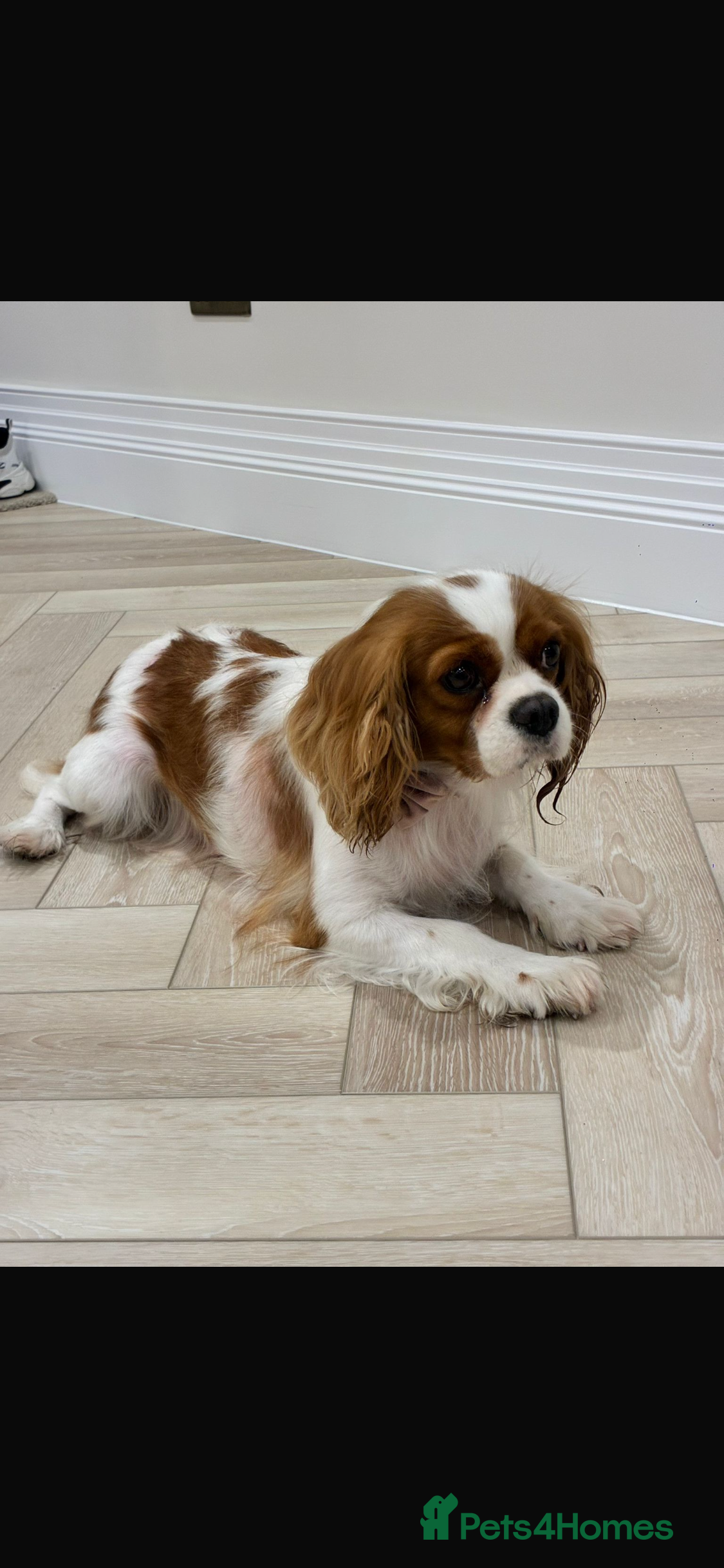 Lola
