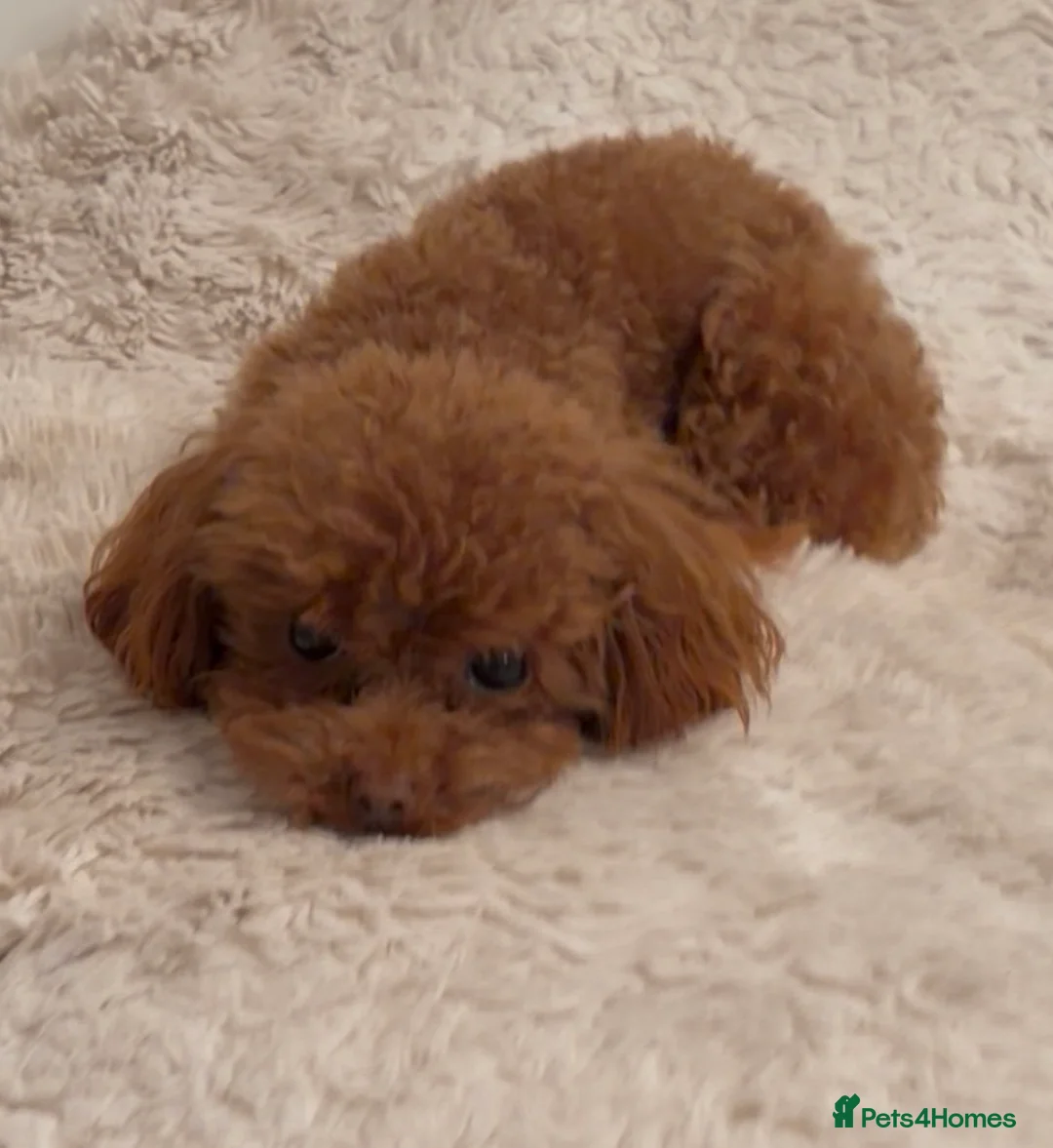 Toy Poodle dogs for sale: Kc registered toy /  tiny poodle  - Advert 5