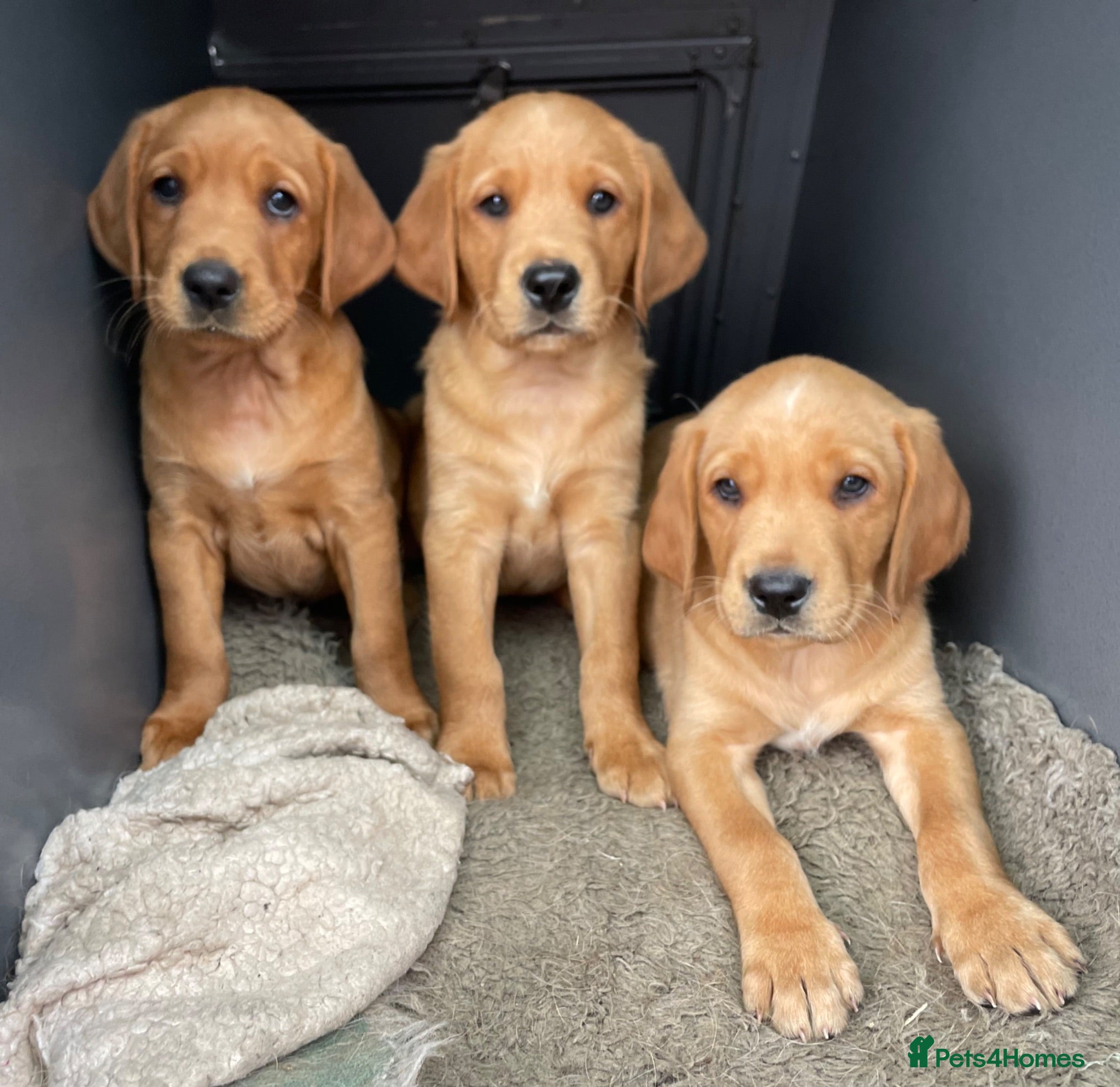 Goldador dogs Health Tested Goldador Puppies - Advert 1