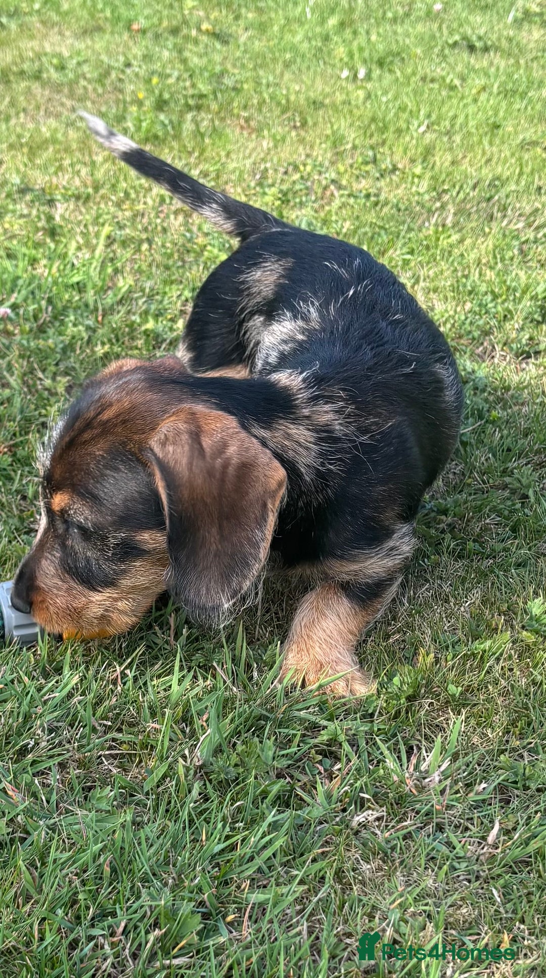 Miniature Dachshund dogs for sale: Miniature Wire Haired Dachshund  - Image 32