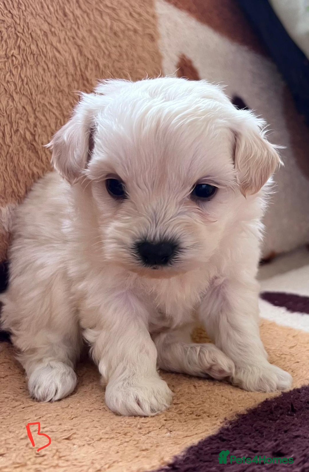 Maltipoo dogs for sale: maltepoo - Advert 9