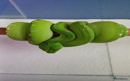 Python Snake reptiles for sale: Aru x sorong green tree python  - Image 2