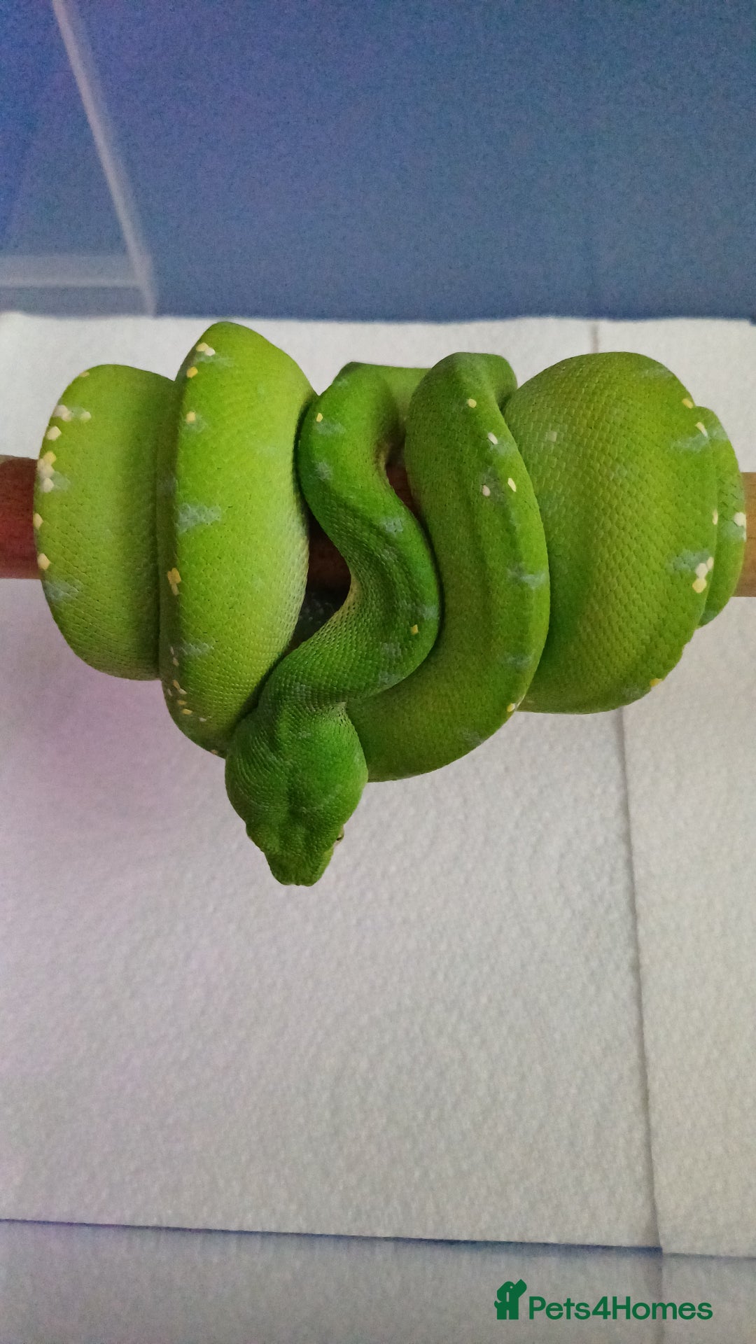 Python Snake reptiles for sale: Aru x sorong green tree python  - Image 2