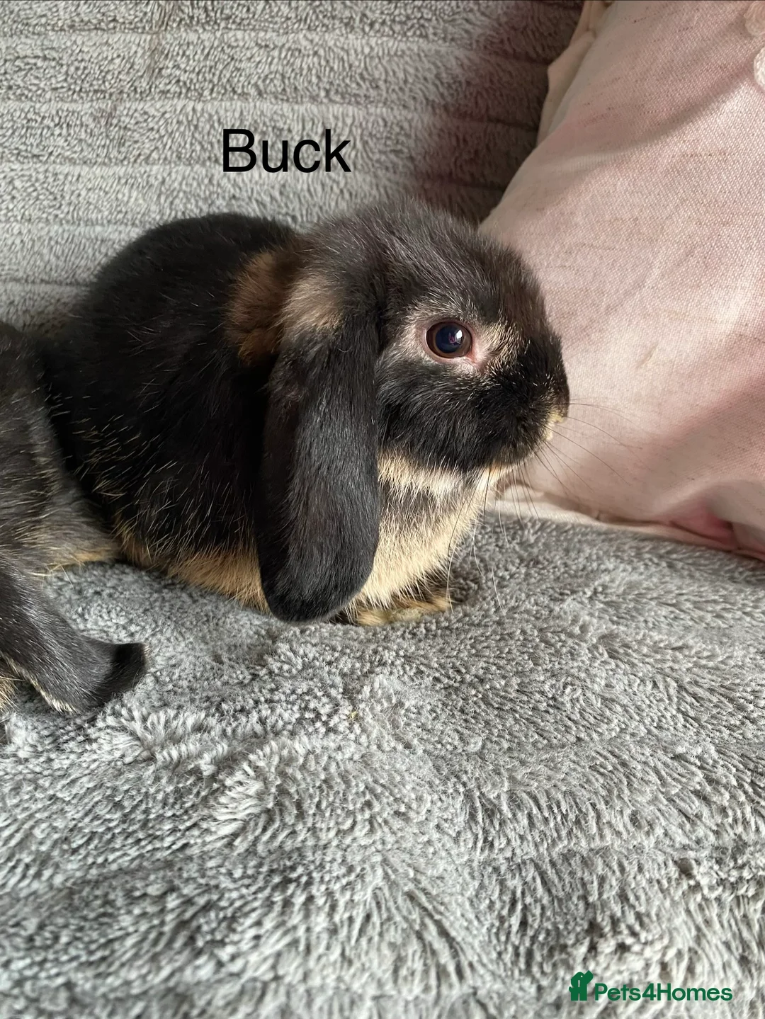 Mini Lop rabbits for sale: Mini lops bucks and does - Advert 2