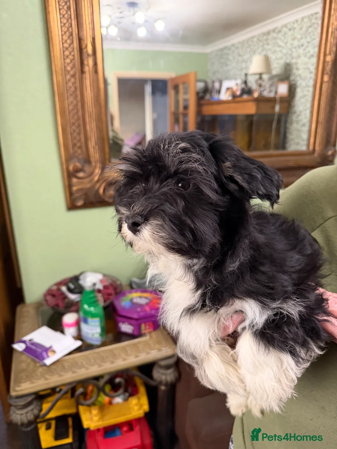 Havanese dogs for sale: ***Beautiful Havanese Puppies *** - Advert 33