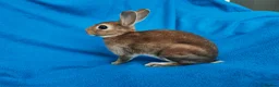 Rex rabbits for sale: Mini rex rabbits - Advert 10