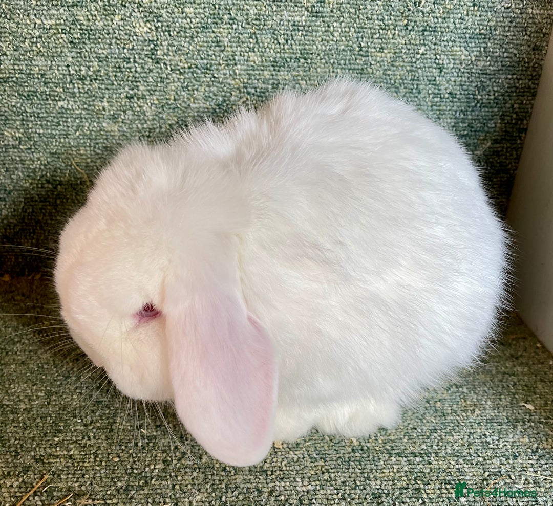 Mini Lop rabbits for sale: Mini lop beautiful show standard boy - Advert 2