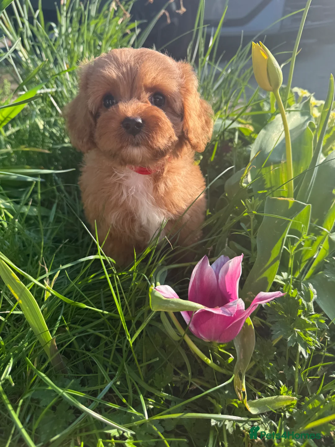 Cavapoo dogs for sale: 9 stunning F1 babies. Fully dna clear & kc parents - Advert 1