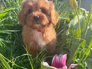 Cavapoo dogs for sale: 9 stunning F1 babies. Fully dna clear & kc parents - Advert 1